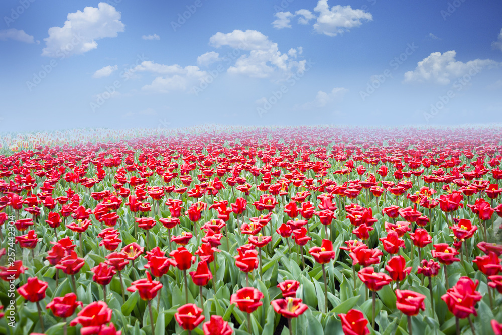 Beautiful blooming red tulips field in a foggy day of spring