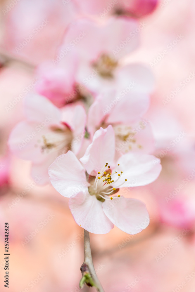 Close-up of pink peach flowers Close-up of pink peach flowers