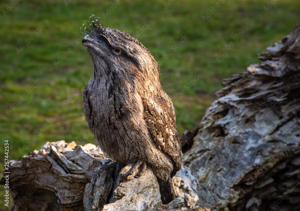 Tawny Frogmouth Owl Tawny Frogmouth Owl