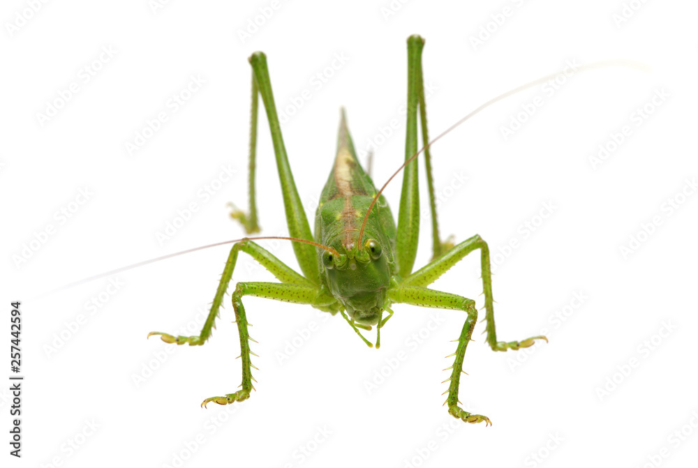 Fototapeta premium Green locust isolated on white
