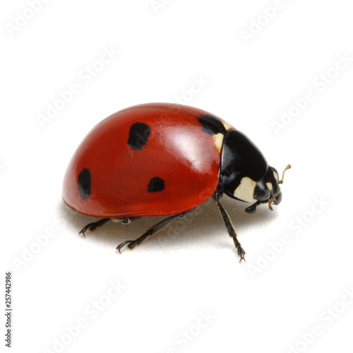 Ladybug isolated on white © Alekss