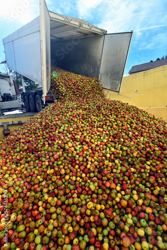 Lieferung Äpfel mit LKW nach der Ernte für Mosterei und Apfelsaft // many freshly harvested apples are unloaded from a truck in a food factory for further processing into juice photo