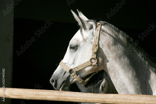 Curious grey colored horse posing for cameras at stable door © acceptfoto