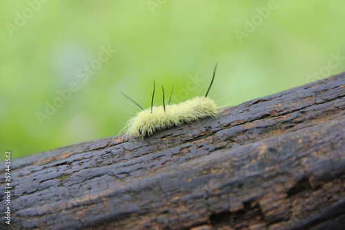 American Dagger Moth Acronicta Americana photo