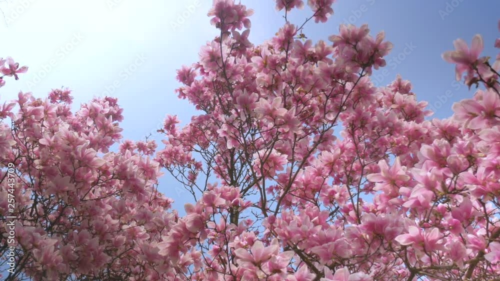 Blooming magnolia on the blue sky. Spring flowers. Background Blooming magnolia on the blue sky. Spring flowers. Background