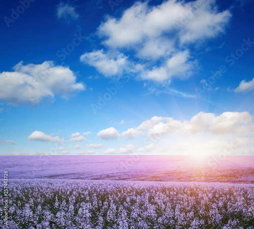 colorful flowers over blue sky
