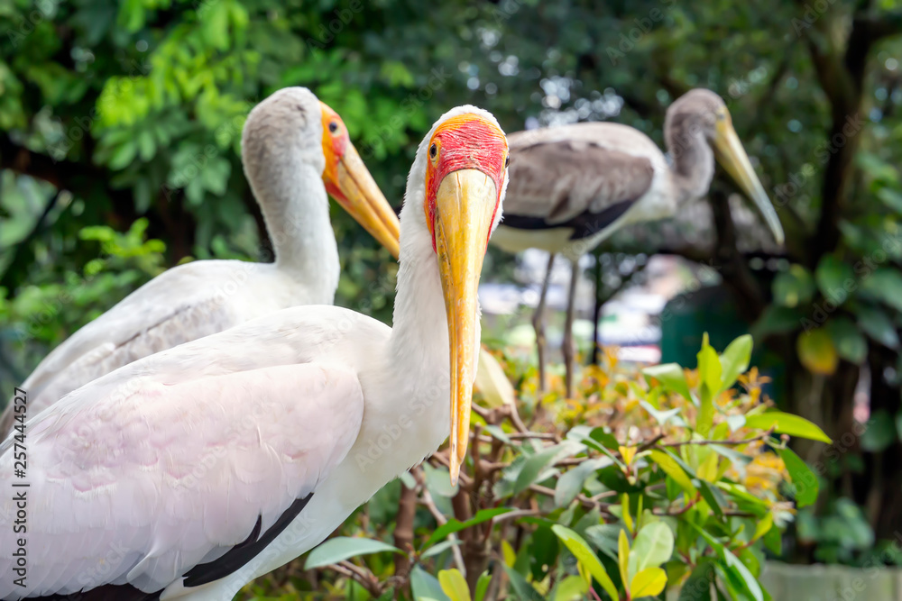 Fototapeta premium Yellow-billed stork in Kuala Lumpur bird park. Close-up