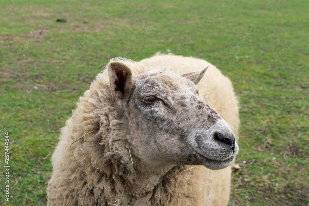 It's spring! Adult sheep comes take a look