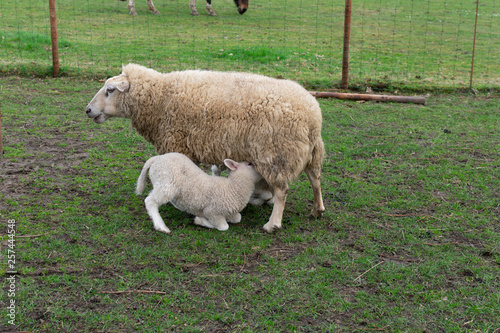 It's spring! Young lamb is going to eat at his mother