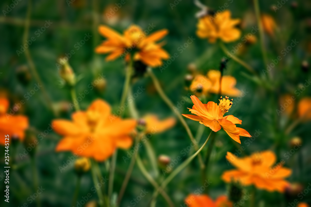 delicate colorful summer flowers growing in the sun in a green garden delicate colorful summer flowers growing in the sun in a green garden