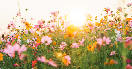 Papier peint photo Établissements de soins Champ de cosmos roses en fleurs  © tuiphotoengineer
