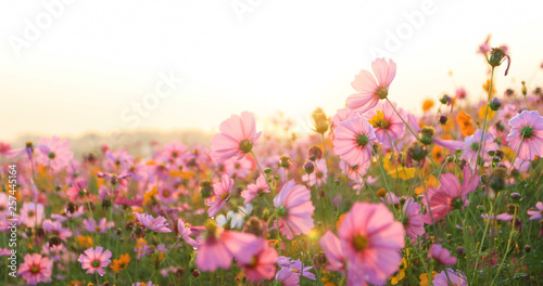 beautiful cosmos flower field photo