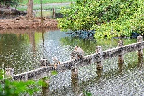 Chai nat Thailand December 26 2019 see birds at Chai NAT Bird Park is a place of chainat province. Bird cage is the biggest in Asia, covering an area of 26 hectares and contains various species birds. photo