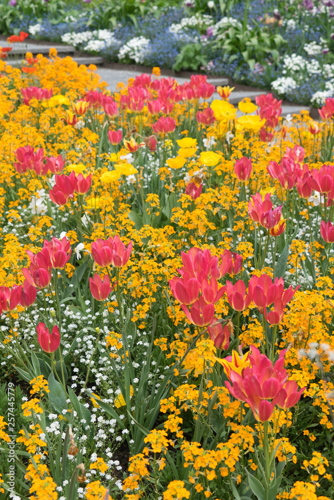 Insel Mainau im Frühling: buntes Blumenbeet mit Tulpen und Mohn - gelb, orange, rot