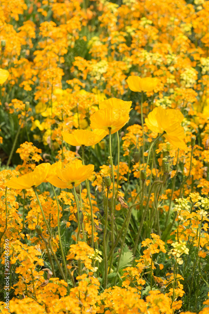 Obraz premium Insel Mainau im Frühling: buntes Blumenbeet mit Tulpen und Mohn - gelb, orange, rot