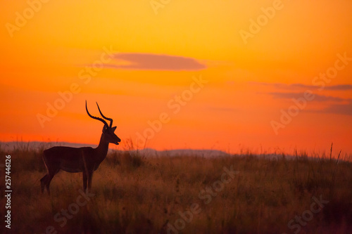 Male Impala  Aepyceros melampus  silhouetted at sunrise