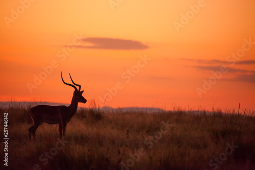 Male Impala  Aepyceros melampus  silhouetted at sunrise