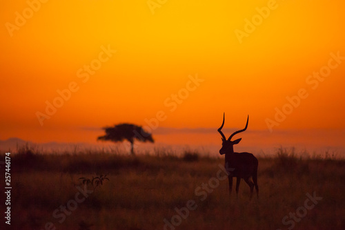 Male Impala, Aepyceros melampus, silhouetted at sunrise © Ana Gram