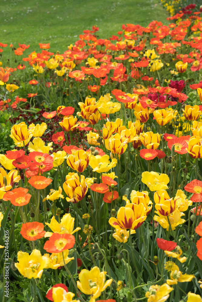 Insel Mainau im Frühling: buntes Blumenbeet mit Tulpen und Mohn - gelb, orange, rot Insel Mainau im Frühling: buntes Blumenbeet mit Tulpen und Mohn - gelb, orange, rot