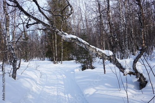 Finland; snowy landscape in the woods of Lapland