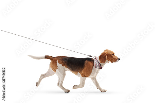 Photography Beagle dog walking on a leash