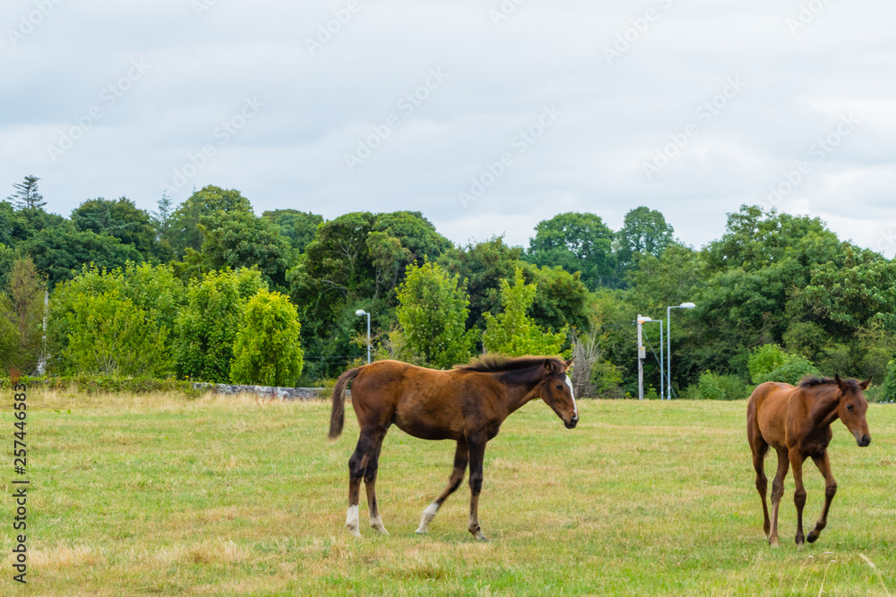 Foals on Pasture Fohlen auf Weide