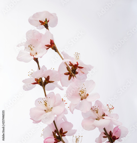 Peach blossom flowers. Indoor, studio shot