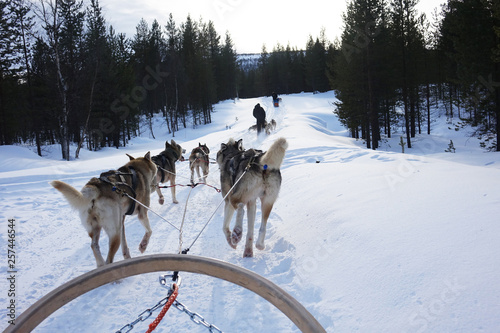 Finland; Husky's running in Lapland