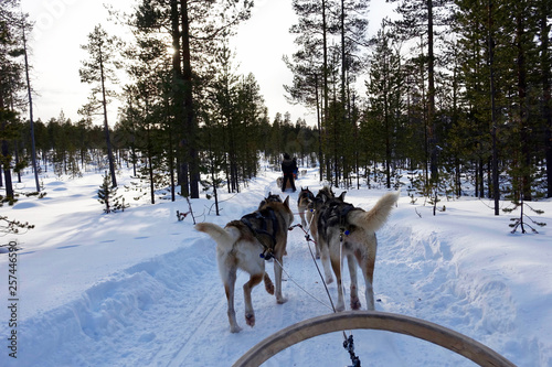 Finland; Husky's running in Lapland