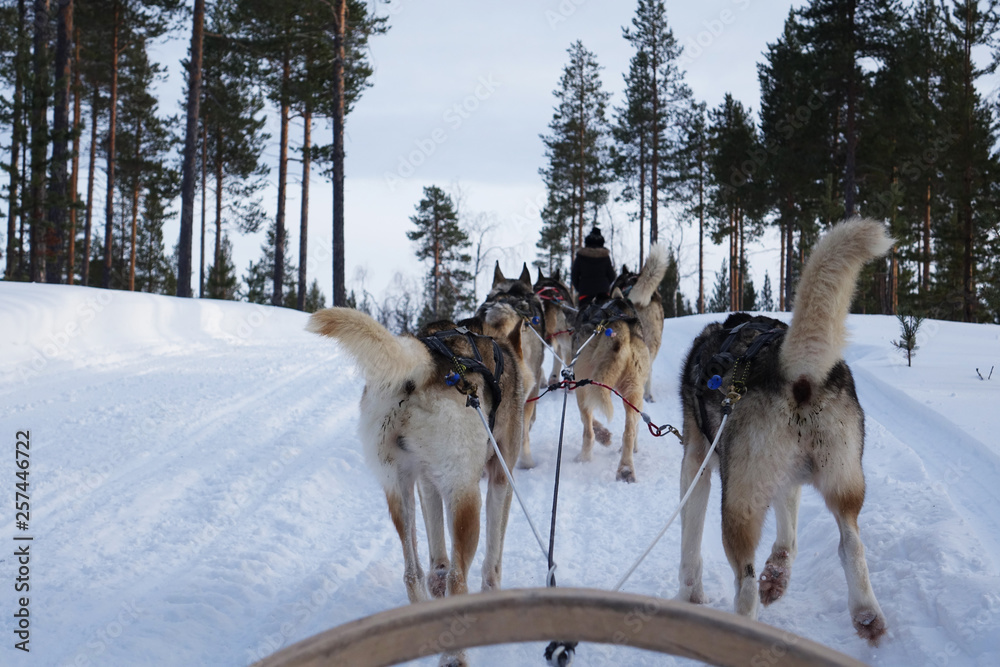 Finland; Husky's running in Lapland Finland; Husky's running in Lapland