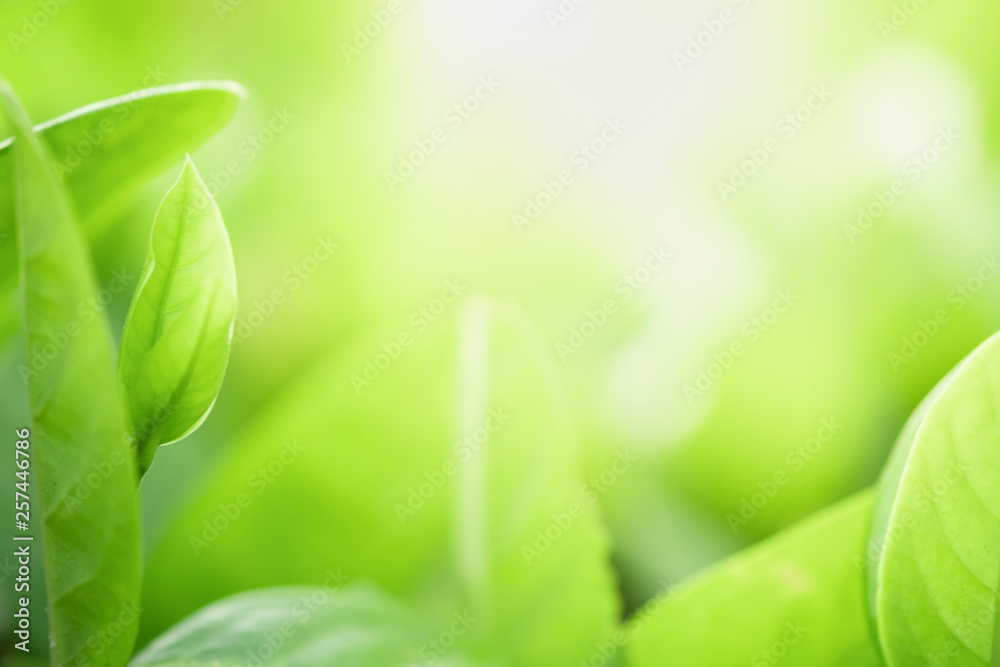 Close up beautiful view of nature green leaves on blurred greenery tree background with sunlight in public garden park. It is landscape ecology and copy space for wallpaper and backdrop. Close up beautiful view of nature green leaves on blurred greenery tree background with sunlight in public garden park. It is landscape ecology and copy space for wallpaper and backdrop.