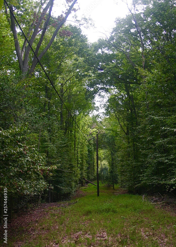 Obraz premium Walking path