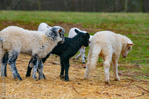 cute lambs close up
