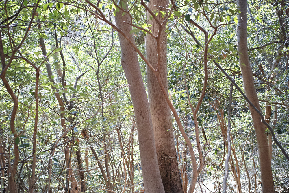 Fototapeta premium 木