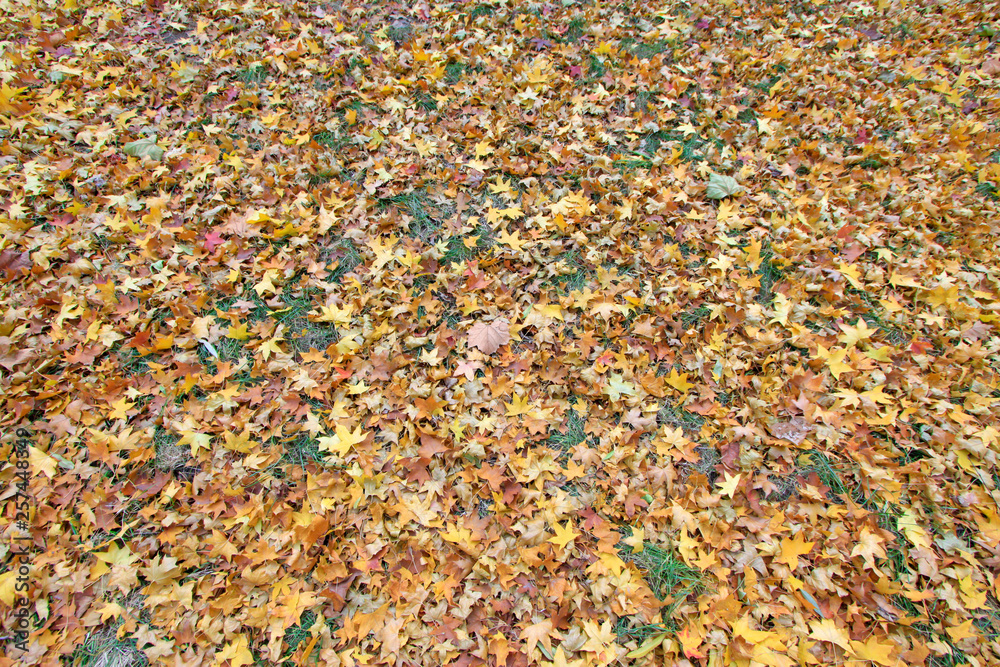 Yellow maple leaves on the ground Yellow maple leaves on the ground