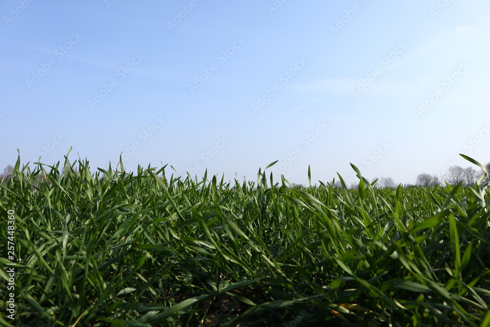 Obraz premium green field in spring