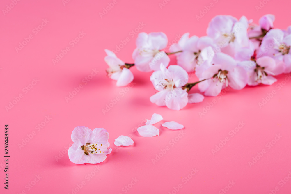Peach flowers. Peach blossom on a pink background