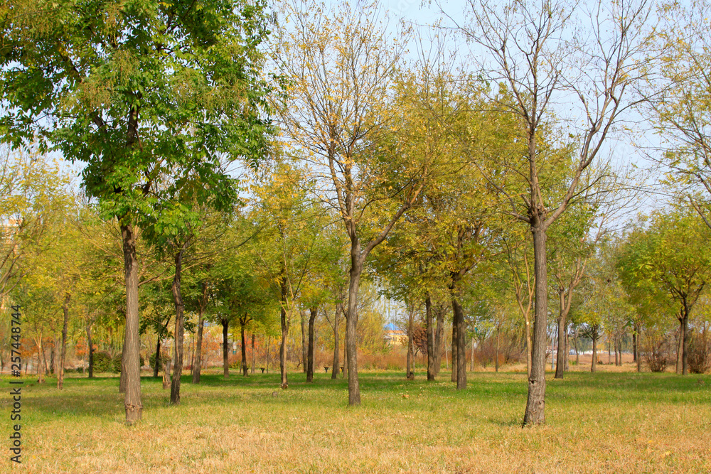 forest autumn scenery in a park forest autumn scenery in a park