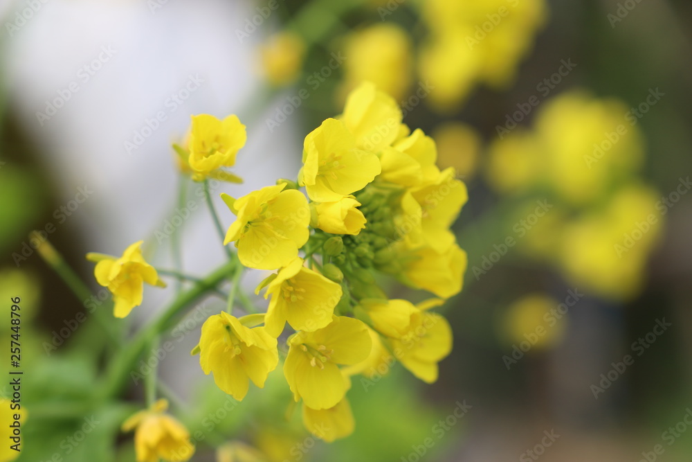 菜の花