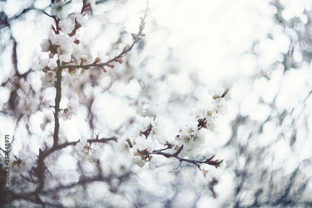 white flowering apricot tree close-up. The concept of spring