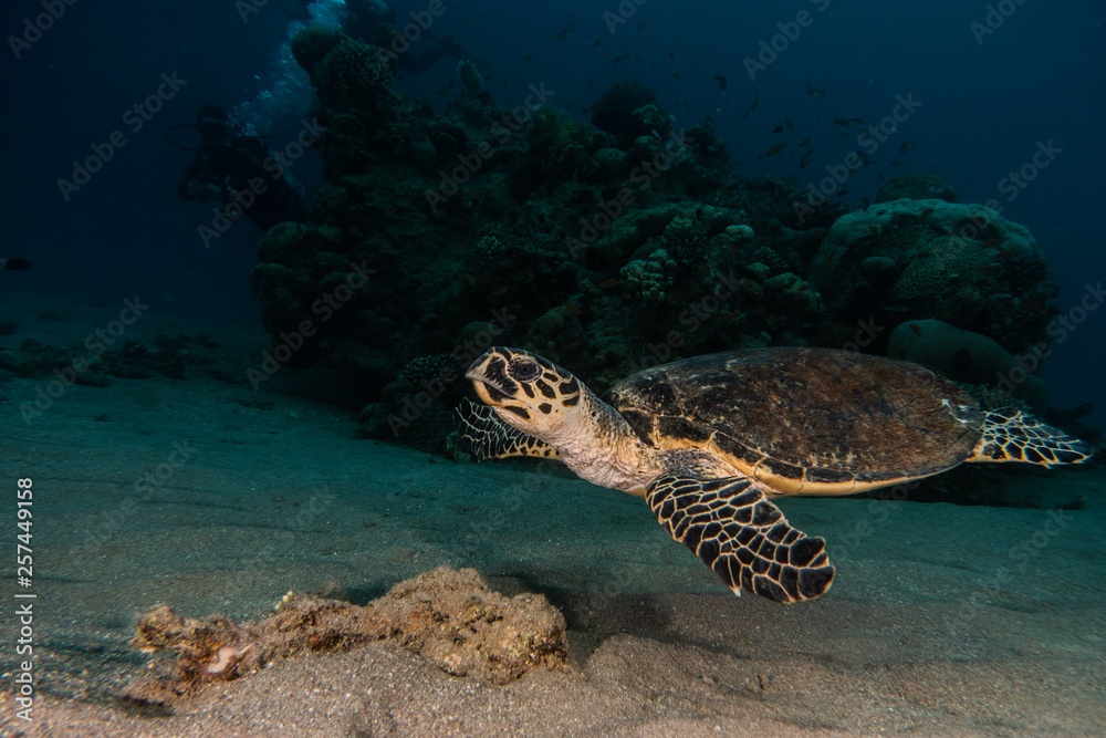 Hawksbill sea turtle in the Red Sea, dahab, blue lagoon sinai