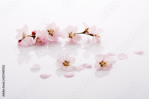 Close-up of pink peach flowers on white background