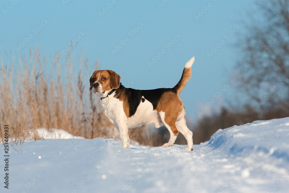 Portrait of a Beagle dog in winter, sunny day Portrait of a Beagle dog in winter, sunny day
