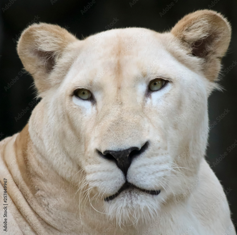 A Portrait of a White Southern African Lion Female A Portrait of a White Southern African Lion Female
