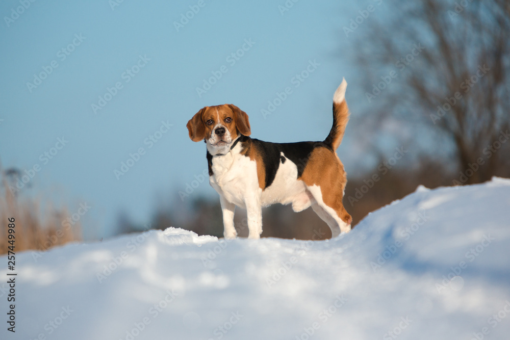 Portrait of a Beagle dog in winter, sunny day Portrait of a Beagle dog in winter, sunny day
