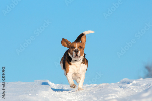 Portrait of a Beagle dog in winter, sunny day © Alexandr