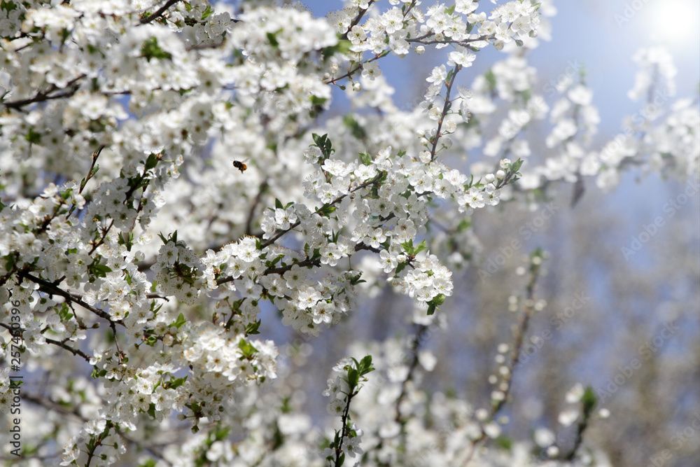 Spring blossom background. Beautiful blooming tree and sun flare. Sunny day. Spring flowers. Beautiful Orchard. Springtime. Orchard blossoms. Blooming tree and bees. Spring blossom background. Beautiful blooming tree and sun flare. Sunny day. Spring flowers. Beautiful Orchard. Springtime. Orchard blossoms. Blooming tree and bees.