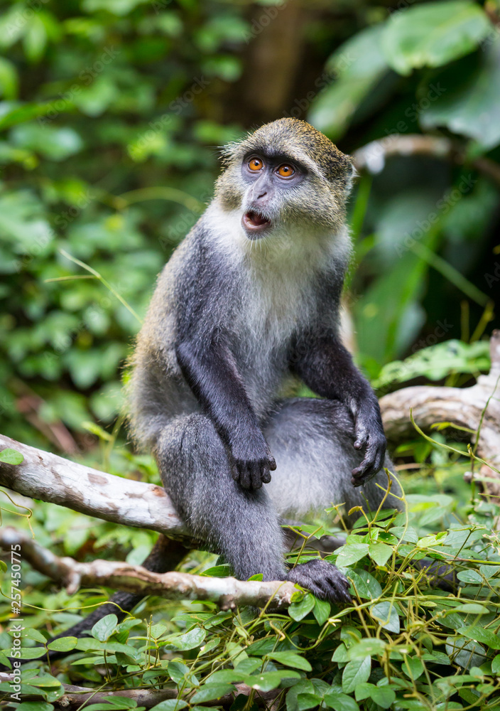 monkey portrait in jungle