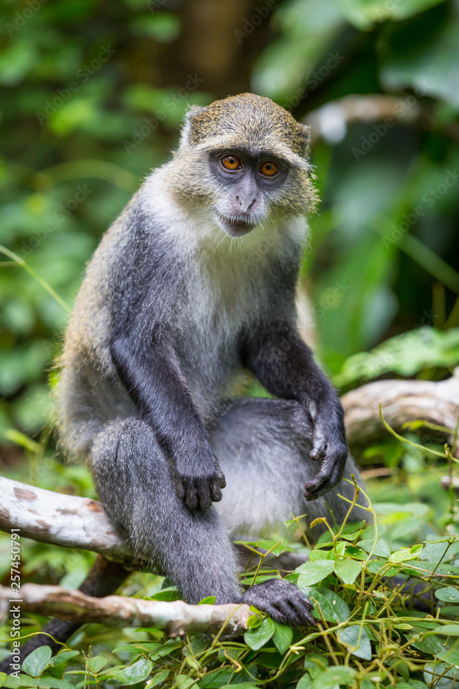 monkey sit on tree branch in forest monkey sit on tree branch in forest