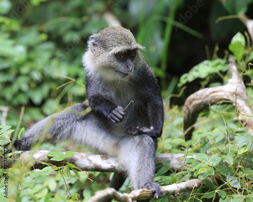 curious wild monkey in jungle © Pavlo Klymenko